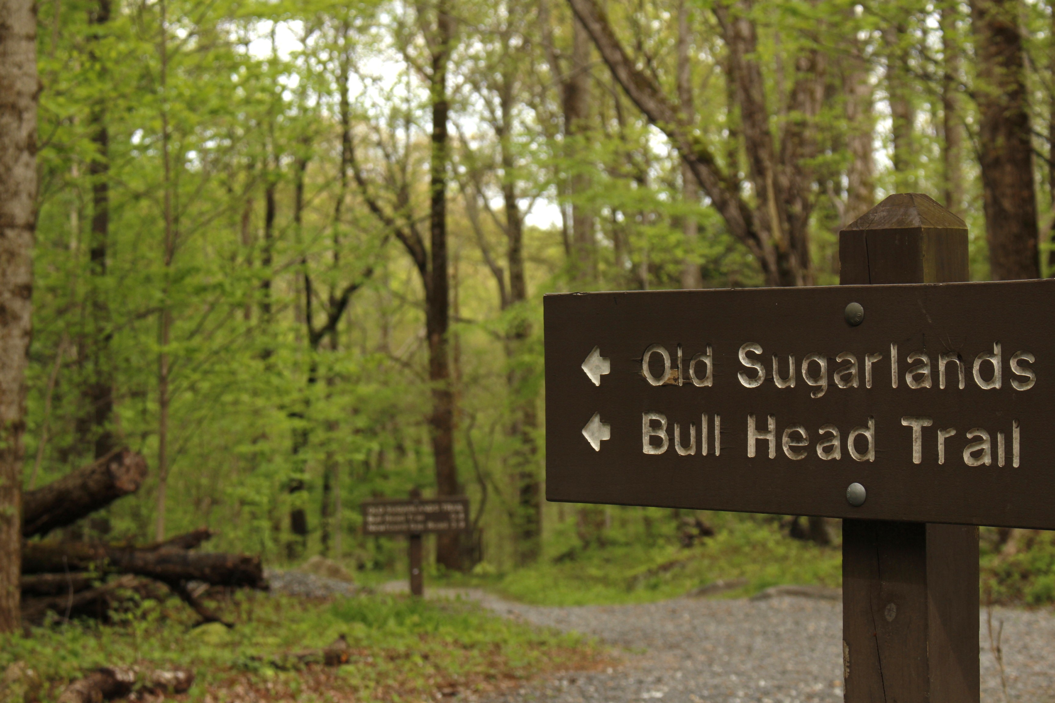 A brown trail sign with two arrows and two trail names: Old Sugarlands and Bull Head Trail. A forest and winding gravel trail are in the background.
