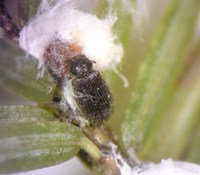A Laricobius nigrinus predator beetle feeds on hemlock woolly adelgid eggs.