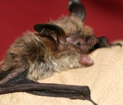 Researcher holding a northern long-earred bat