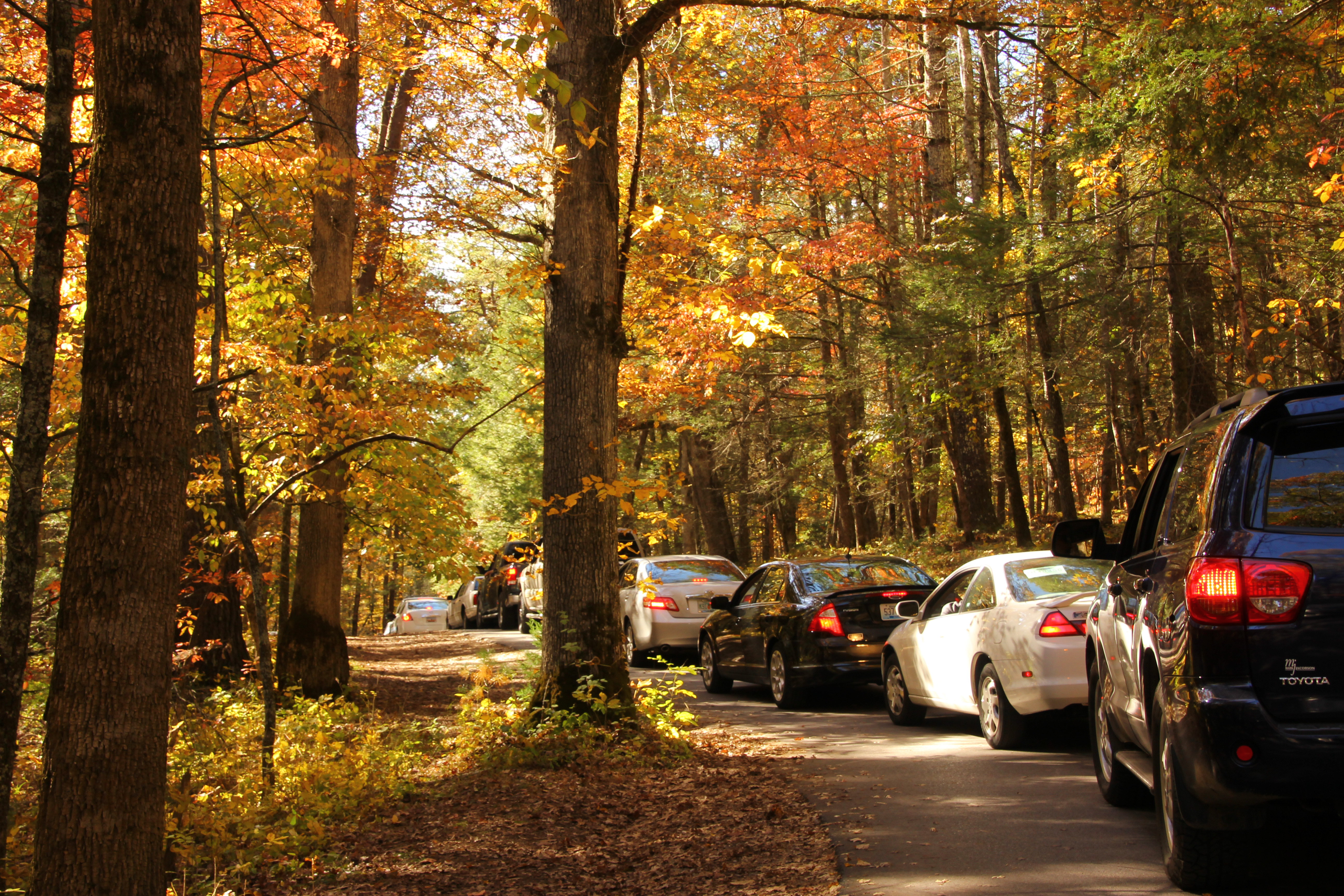 Traffic in a line on a one-way road amongst fall leaves on trees.
