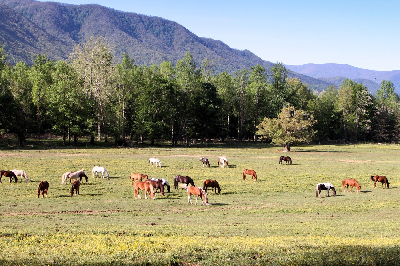 A large group of horses grazing in a green field with trees and mountains in the background.