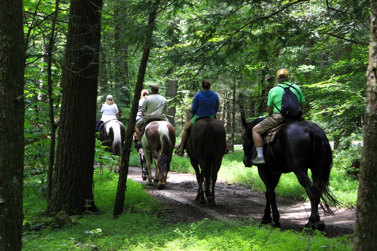 Five people riding horses of various colors through the woods on a trail.