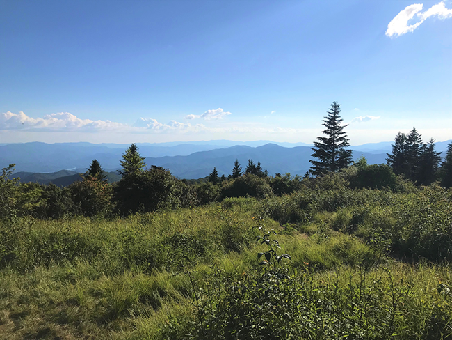 A view of rolling mountains that appear blue-colored from atop a lush, grassy area with several evergreen trees.