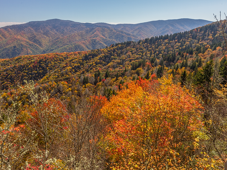 A mountain ridge full of orange, yellow, and red fall colors sprinkled with evergreen trees. Bright orange trees are in the foreground and rolling mountains are in the background.