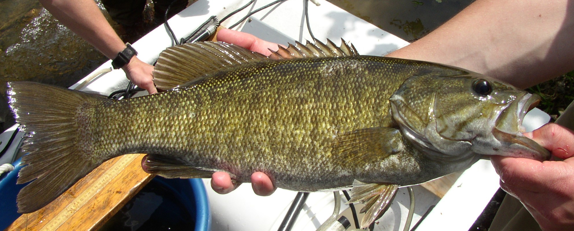 Smallmouth bass, an olive-colored fish, in someone's hands.