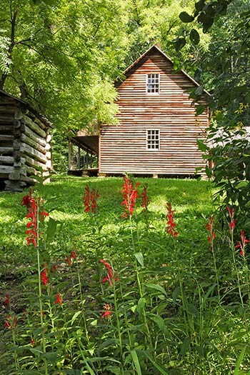 Red cardinal flowers blooming in front of a cabin