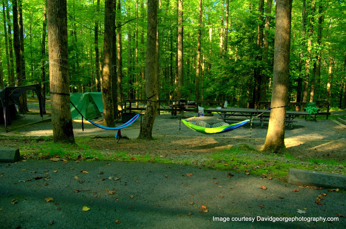 Hammocks hanging from trees at campsite