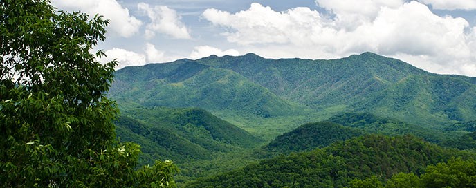 Mount Le Conte covered in the bright green of spring leaves.