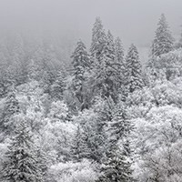 Foggy, snowy weather shrouds trees along Newfound Gap Road