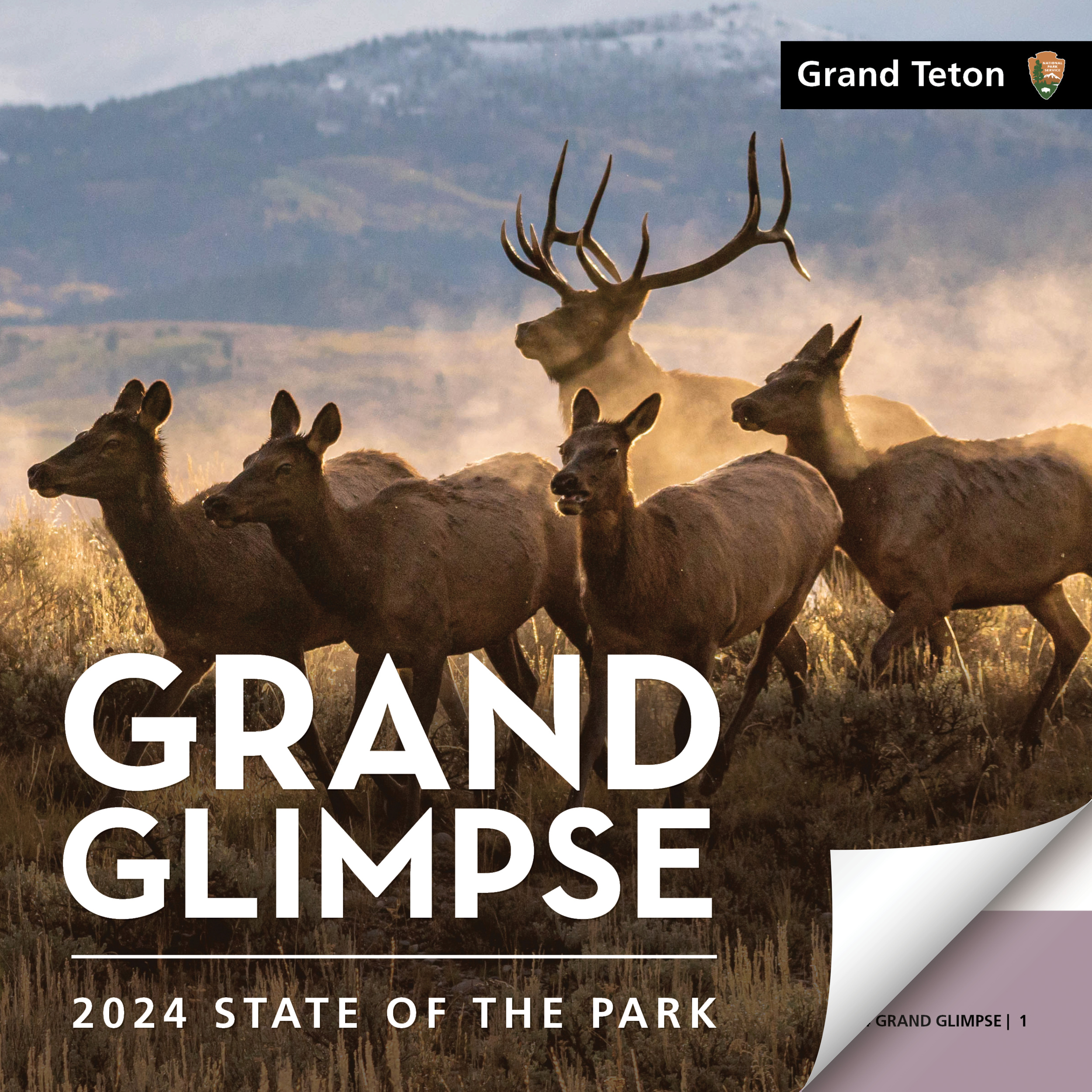 2024 Grand Glimpse Cover image with migrating elk