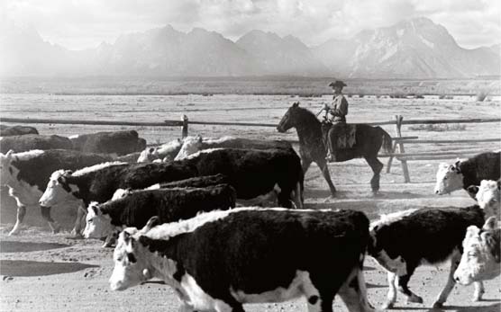 Cattle Drive