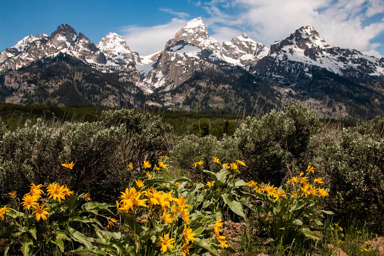 Arrowleaf balsamroot, with flowers in bloom, beside sagebrush shrubs