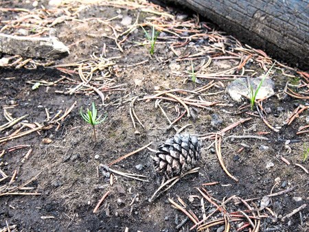 A pinecone sits on the burned ground next to a tiny tree seedling.