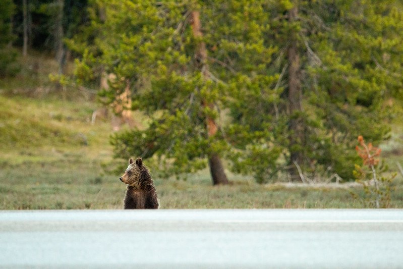 A grizzly cub stands to look for cars and people, before crossing the highway.