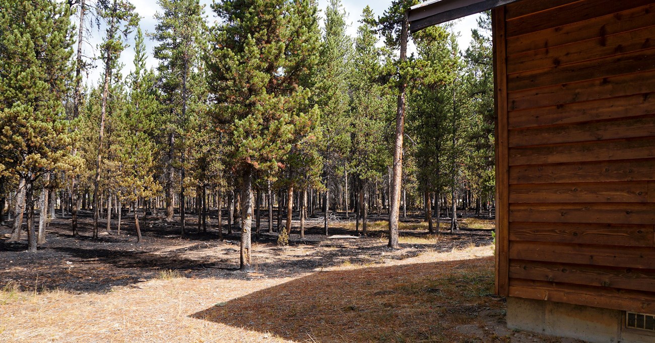 The corner of a house is visible in the foreground, surrounded by unburned grass. Just 15 feet away, fire burned through a sparse forest, blackening the ground but leaving the green trees standing.