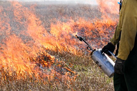 A firefighter holds a drip torch, as the dry grasses behind them burn.