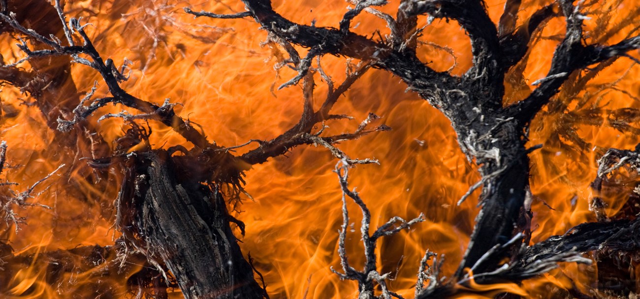 Orange flames consume a small tree.