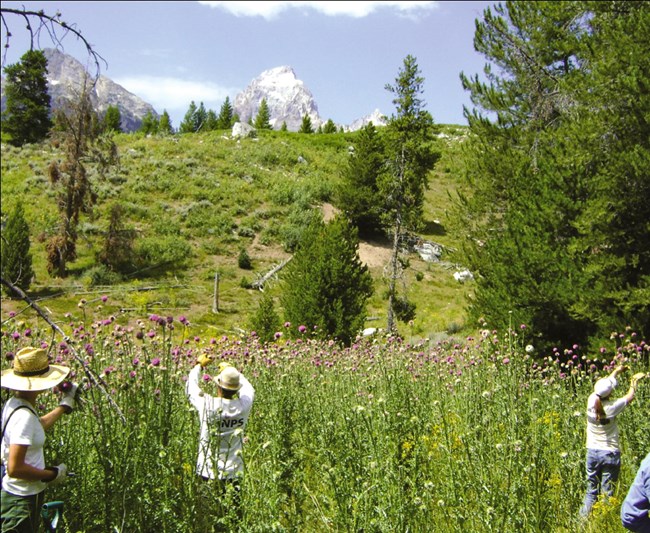 About four people monitoring Thistles in a field with the Grand Teton in the background