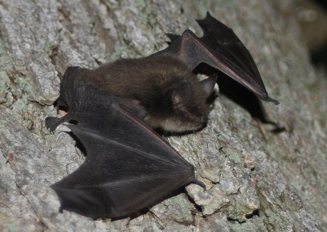 A little brown bat clings, with wings outstretched, to the bark of a tree