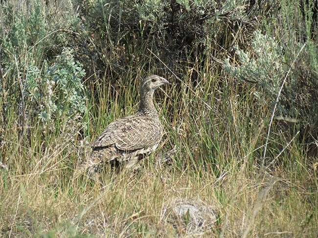 A greater sage grouse stands under the cover of a sagebrush shrub