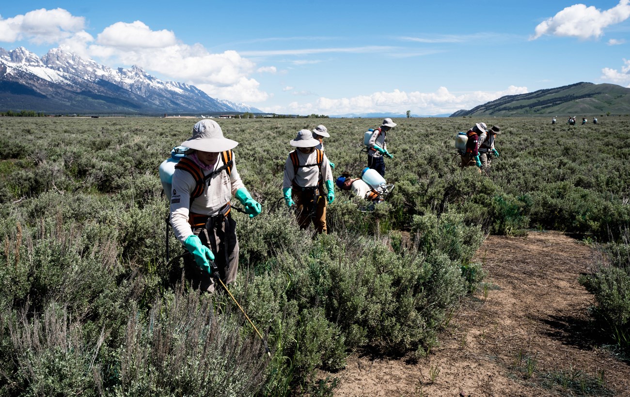 Vegetation crew working in a sagebrush meadow with the Teton range in the background. They carry backpack herbicide sprayers, spot treating invasive weeds by hand.