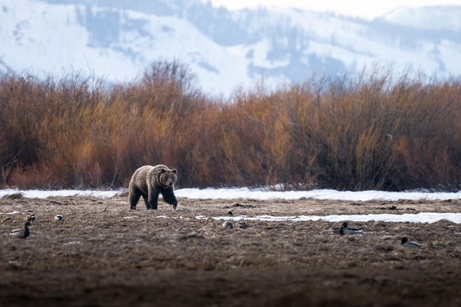 A grizzly bear walks amongst snow through an open meadow in Willow Flats.