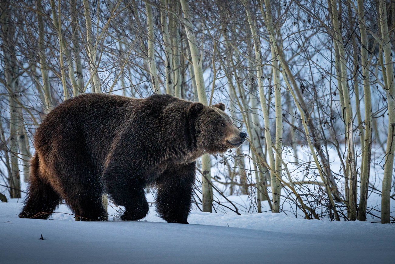 Grizzly bear walking through snow with aspen trees behind.