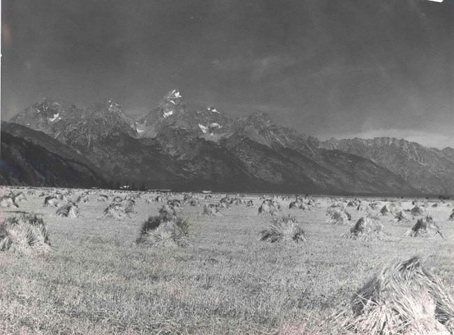 Historic photo of the hayfields, during the homesteading days. Bundles of hay lie scattered across the field