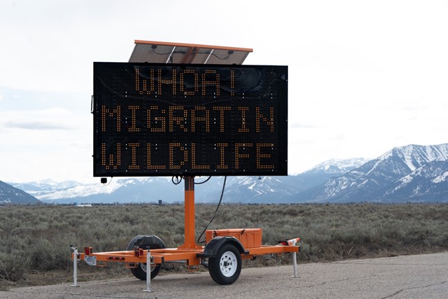 Lighted sign that reads "whoa! Migratin Wildlife"
