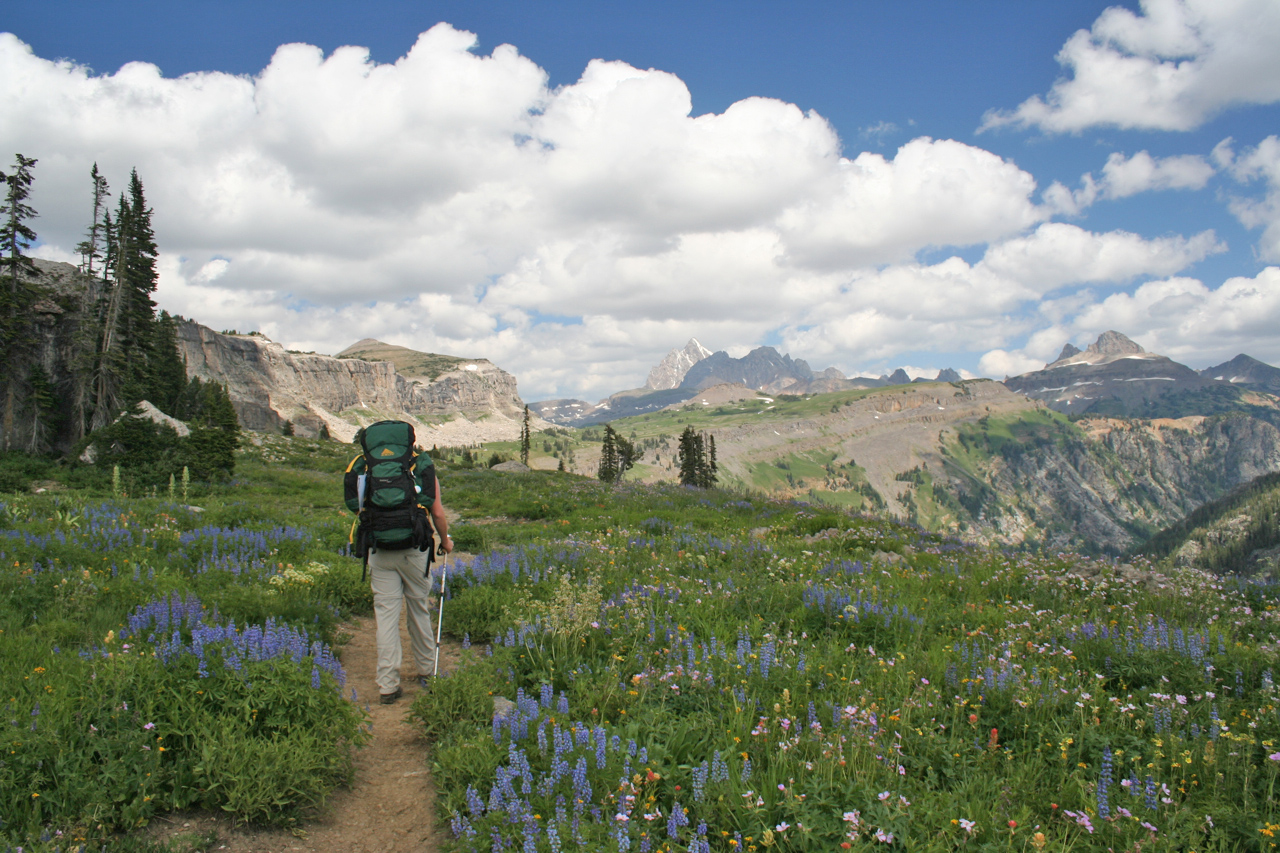 Backpacker on trail, carrying large green backpack, walking through alpine wildflowers