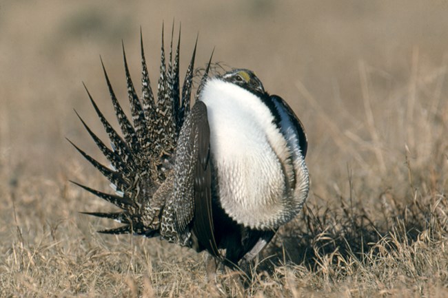 Male greater sage grouse srutting with check puffed out.