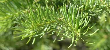 a close up view of the needles on a subalpine fir branch