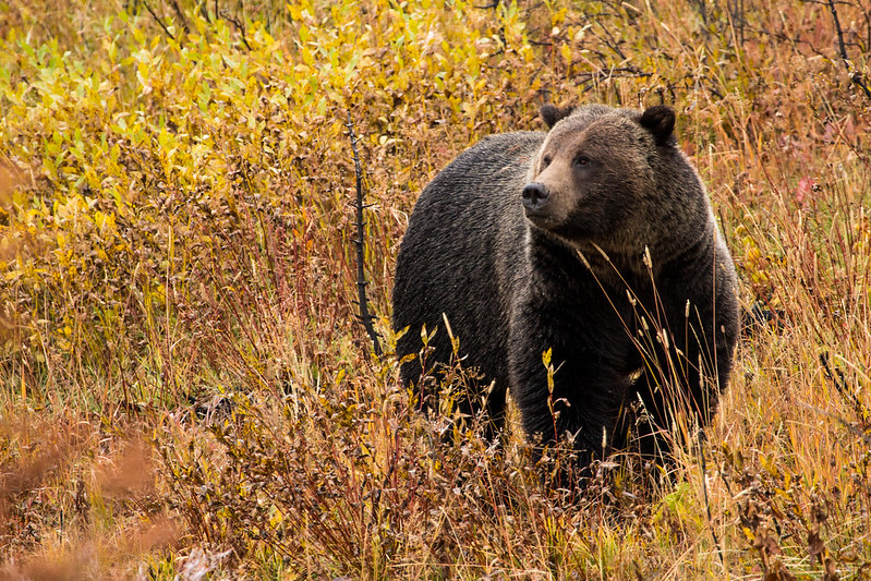Grizzly bear in fall foliage