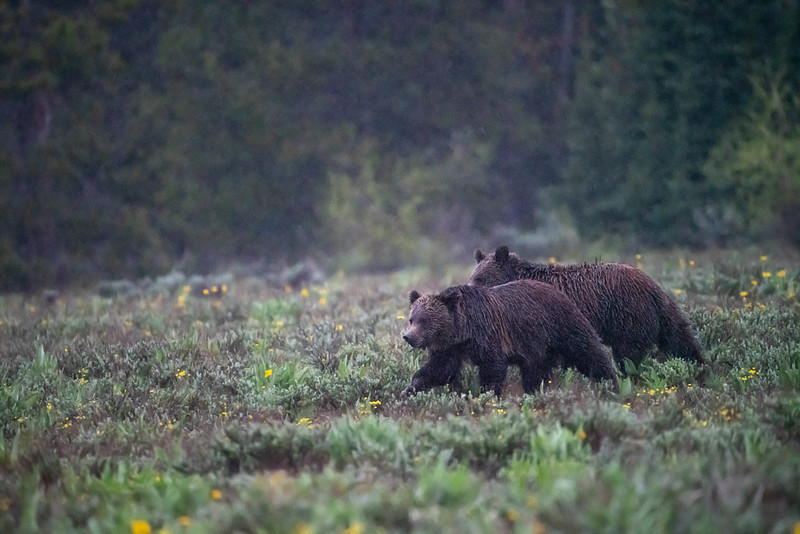 Two grizzly bears dark brown in color wet from rain walking in sagebrush meadow.