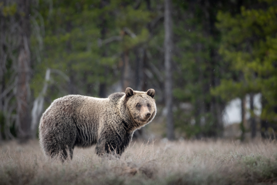 Grizzly bear in the sage with forest in the background