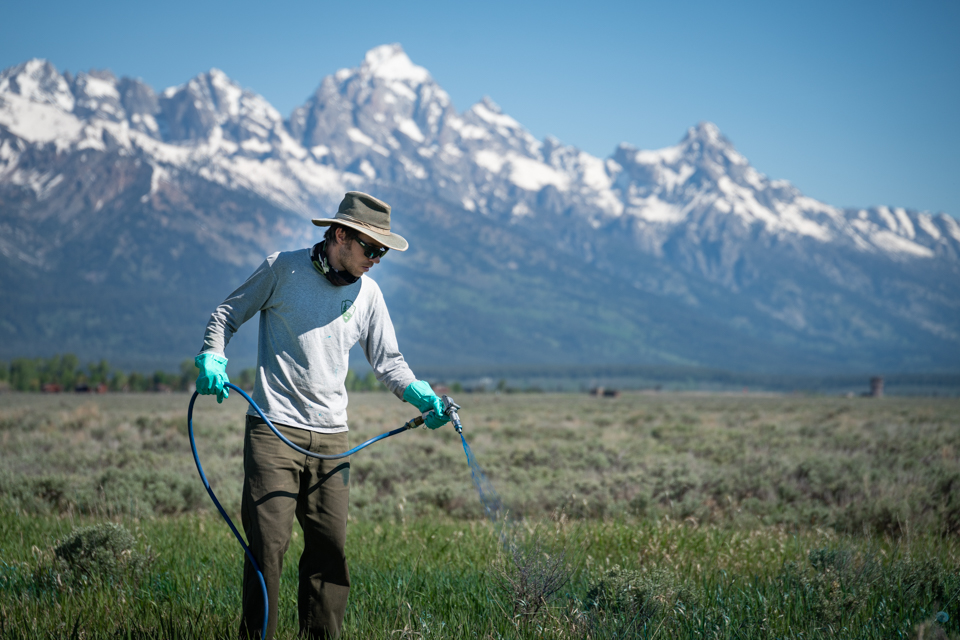 Park staff initiating habitat restoration projects