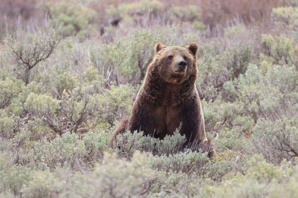 Grizzly bear 399’s offspring are now independent Grand Teton National