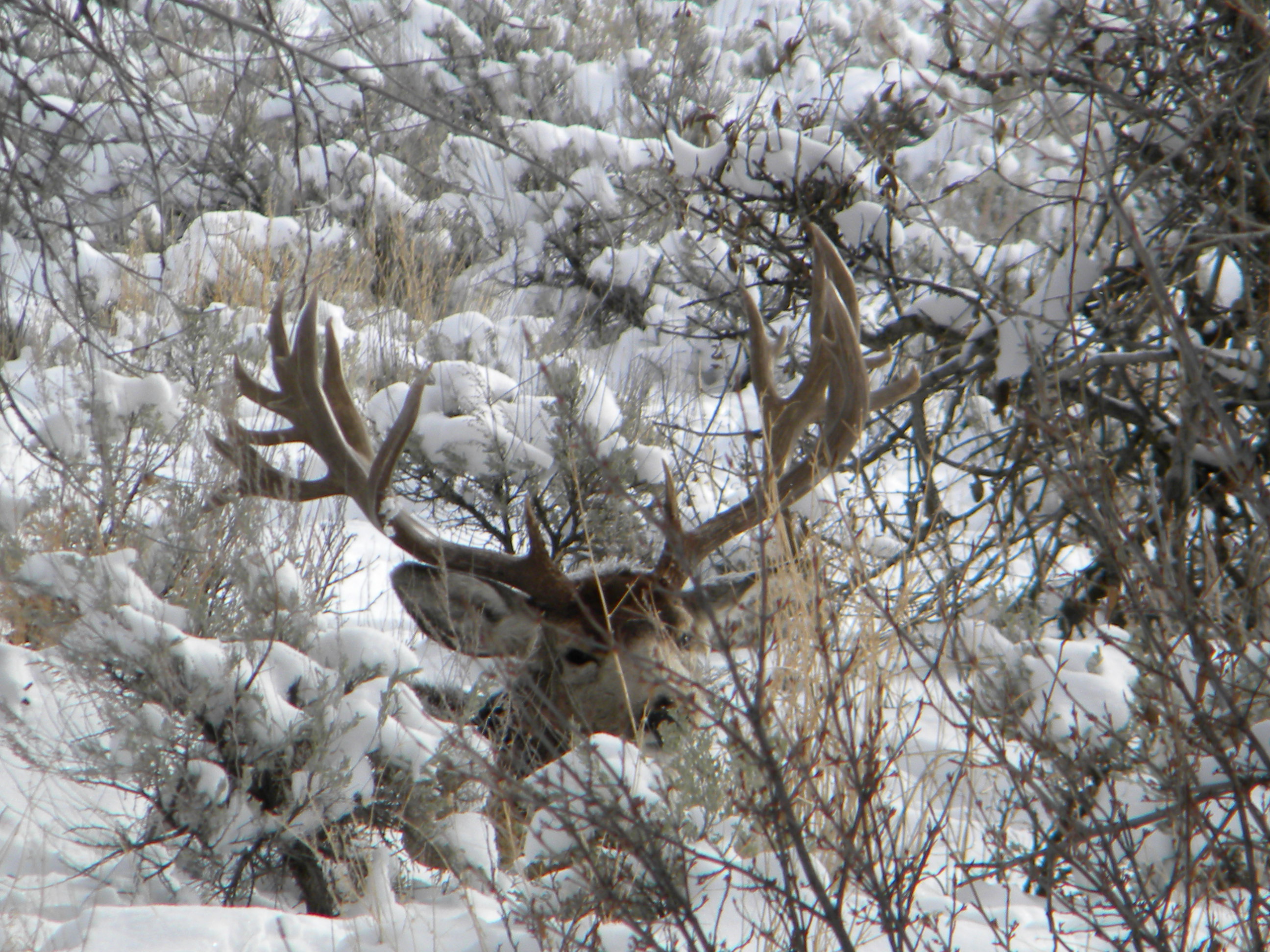 Gros Ventre Buck 4 (1)