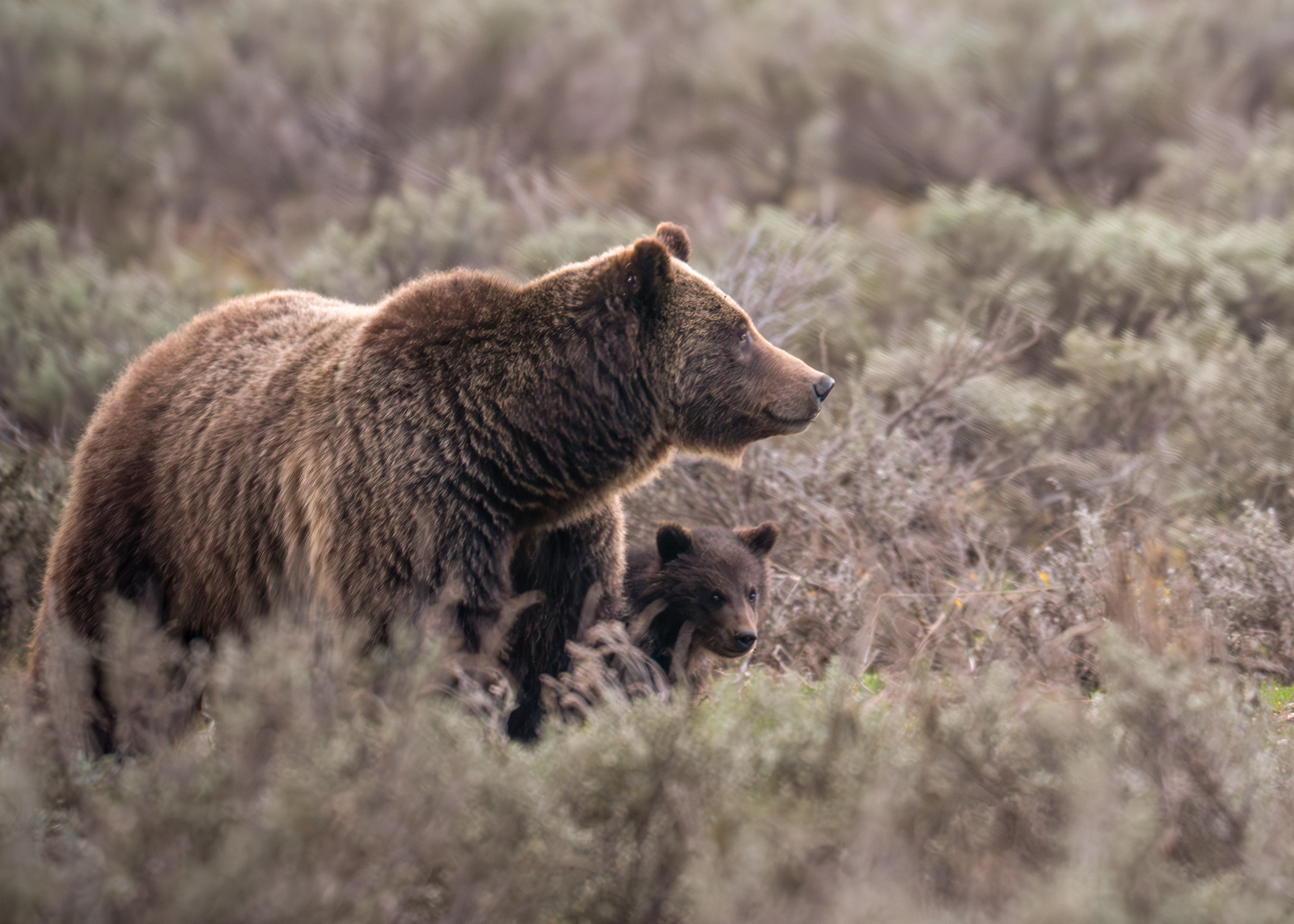 An adult grizzly bear and a cub