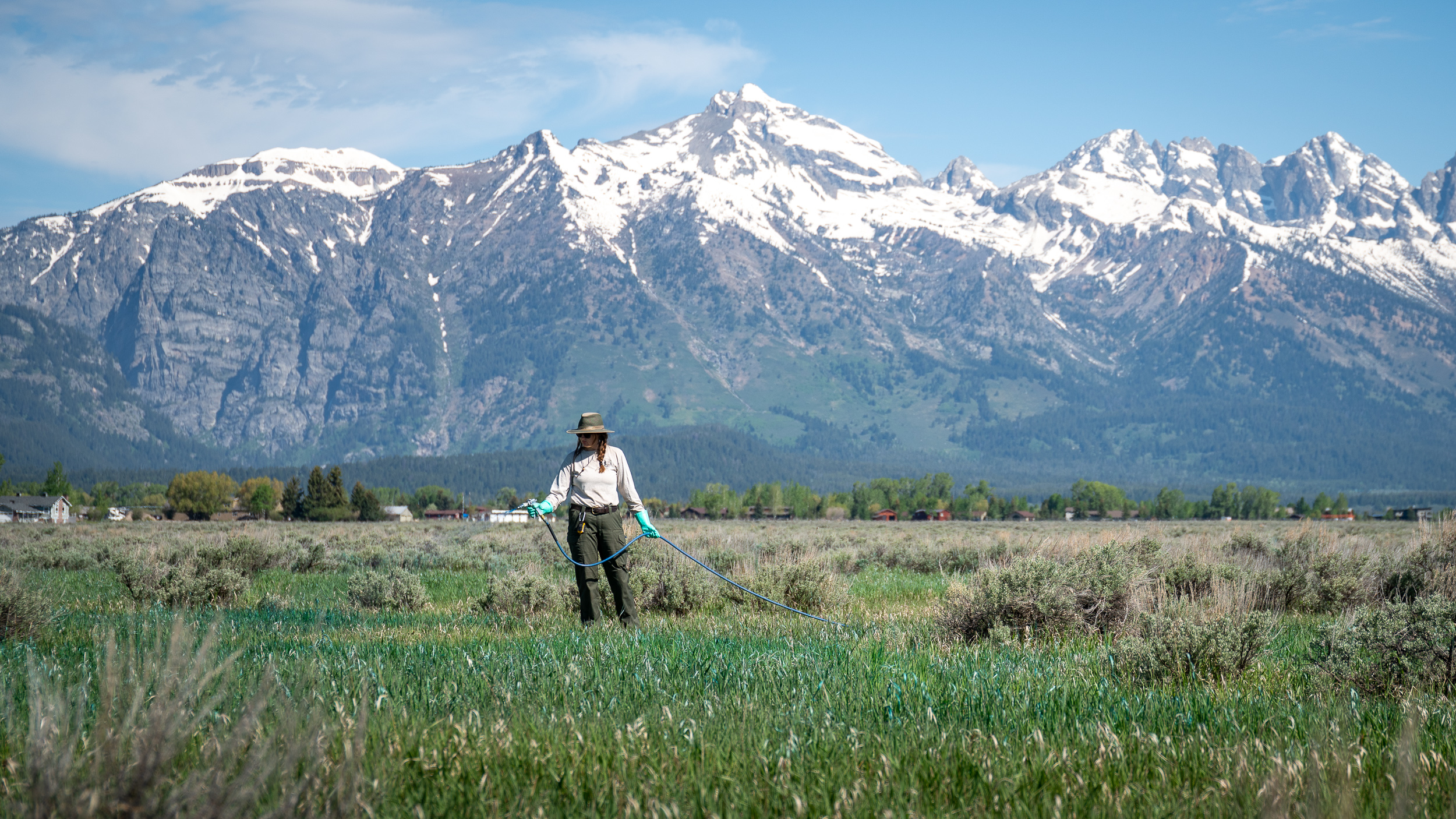 Park staff work to restore native sagebrush habitat by spraying non-native grasses