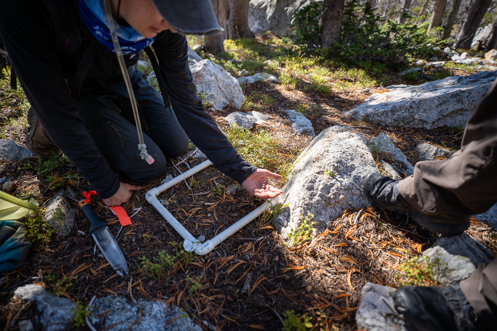 A person holding out whitebark pine seeds, about to plant them in a forested area