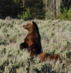 Grizzly Bear sow and cub