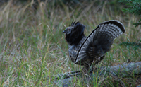 Ruffed Grouse