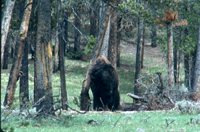 Bison