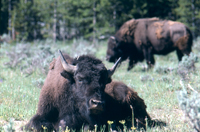 Bison