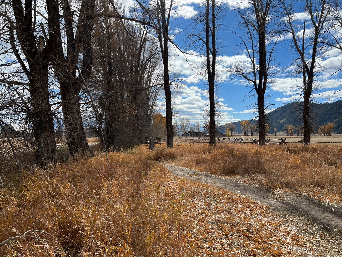 Natural pathway leading to road at South Mormon Row ceremony site.