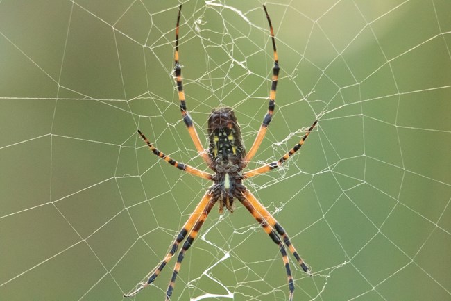 Golden silk orb weaver