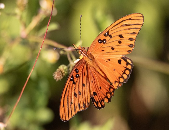 Gulf Fritillary