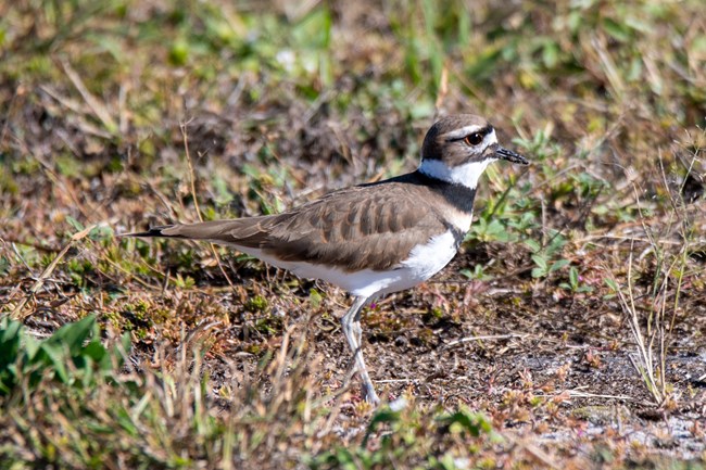 Killdeer