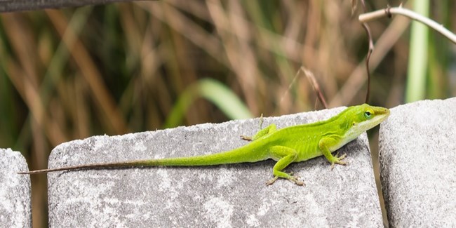 Carolina Anole